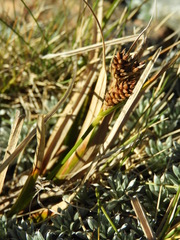 Carex wakatipu