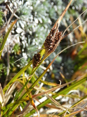 Carex wakatipu
