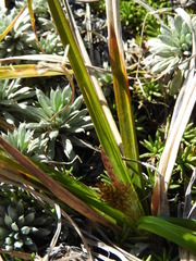 Carex wakatipu