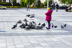 Columba livia domestica