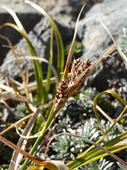 Carex wakatipu