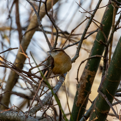 Thryothorus ludovicianus