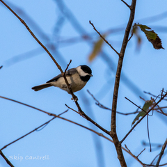 Poecile carolinensis