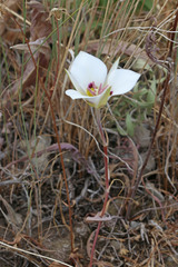 Calochortus bruneaunis