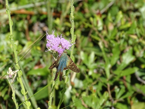 Long-tailed Skipper photo 5