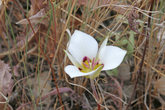 Calochortus bruneaunis