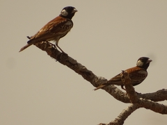 Eremopterix leucotis