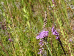 Oligoria maculata image