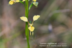 Diuris abbreviata