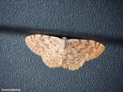 Scopula asellaria