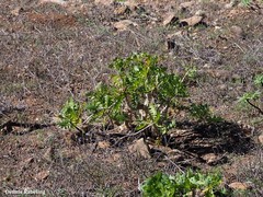 Sonchus pinnatifidus