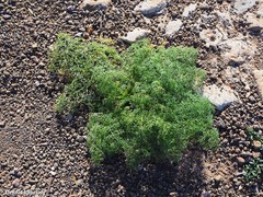 Ferula lancerotensis