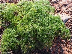Ferula lancerotensis
