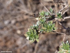Asteriscus intermedius