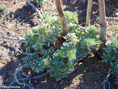 Asteriscus intermedius