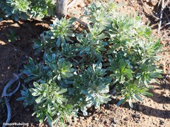 Asteriscus intermedius