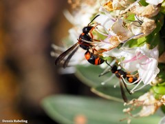 Ancistrocerus kerneri