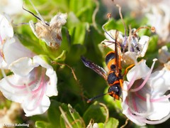 Ancistrocerus kerneri