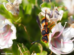 Ancistrocerus kerneri