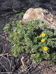 Asteriscus intermedius