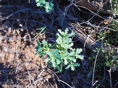Argyranthemum maderense