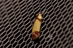 Crepidosceles timalphes