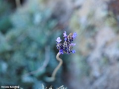 Lavandula pinnata