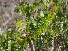 Sonchus pinnatifidus