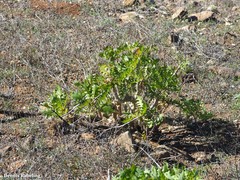 Sonchus pinnatifidus