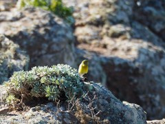 Serinus canaria canaria