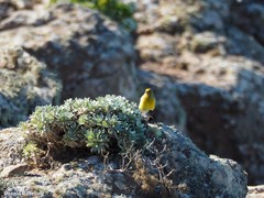 Serinus canaria canaria