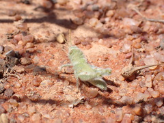 Ecphantus quadrilobus