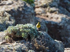 Serinus canaria canaria