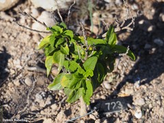 Convolvulus lopezsocasii