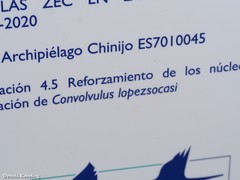 Convolvulus lopezsocasii