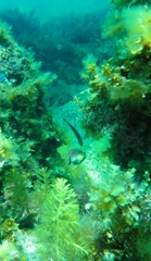 Austrolabrus maculatus