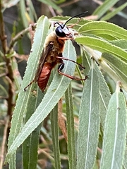 Sphex latreillei