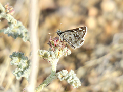 Pyrgus scriptura apertorum