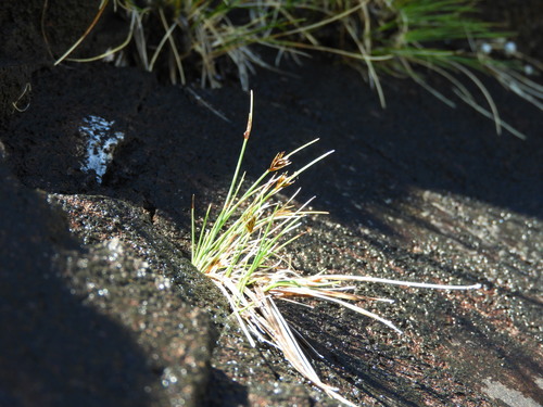 Carex acicularis (Carex acicularis)