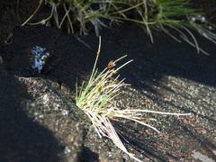 Carex acicularis