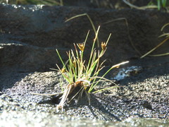 Carex acicularis