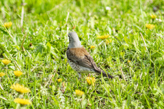 Turdus pilaris