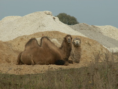 Camelus bactrianus