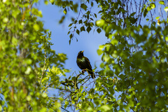 Sturnus vulgaris