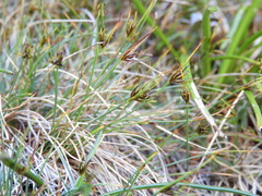 Carex acicularis