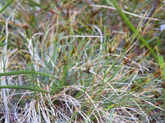 Carex acicularis