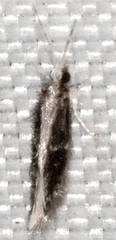 Orthotrichia