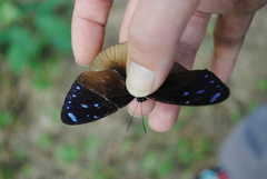 Euploea eunice