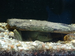 Crenicichla lepidota