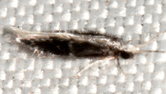 Orthotrichia